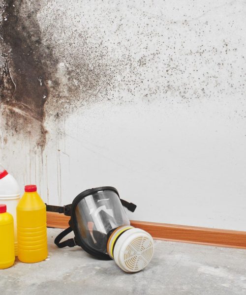The-Best-Mold-Removal-Companies-Option